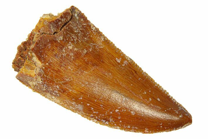 Serrated, Raptor Tooth - Real Dinosaur Tooth #294613